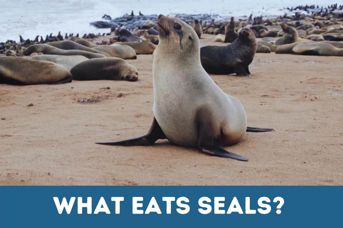 What Eats Seals