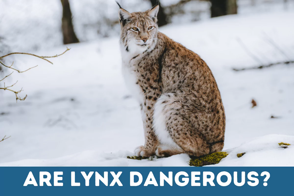 are lynx dangerous
