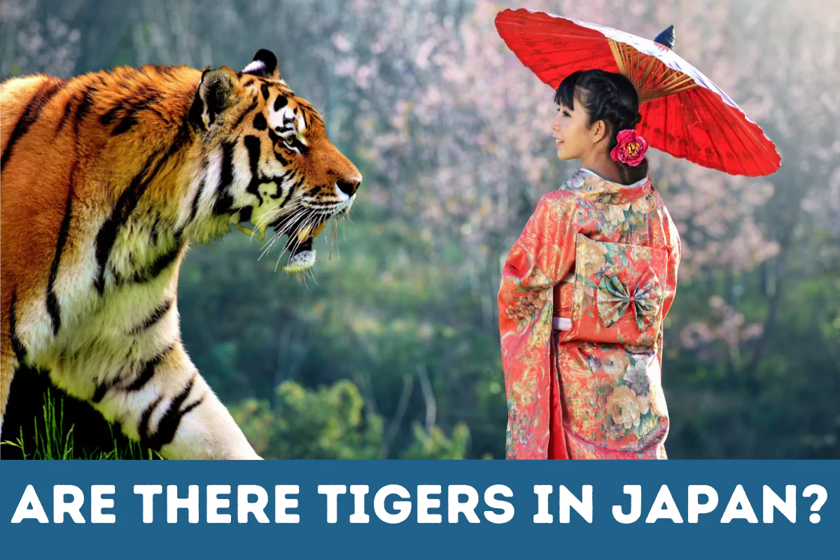 are there tigers in japan