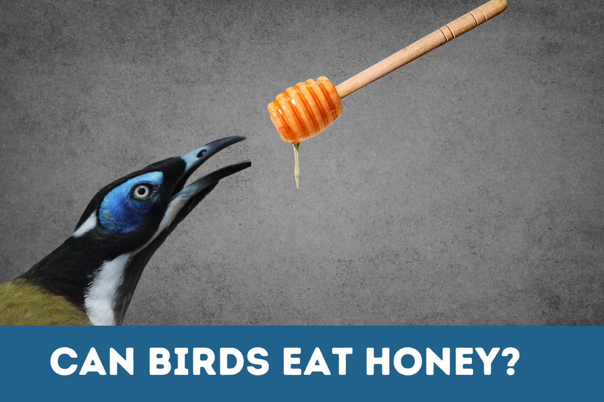 Can Birds Eat Honey