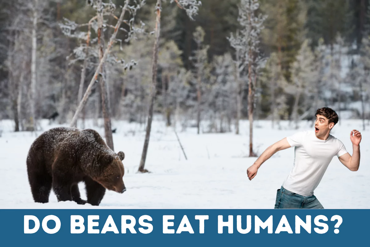 Do Bears Eat Humans