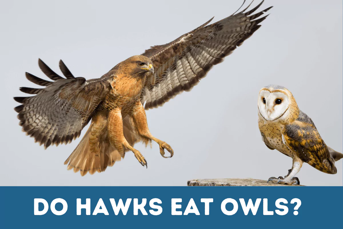 do hawks eat owls