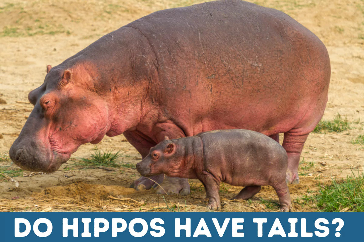 do hippos have tails