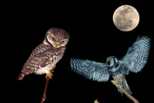 owl vs hawk